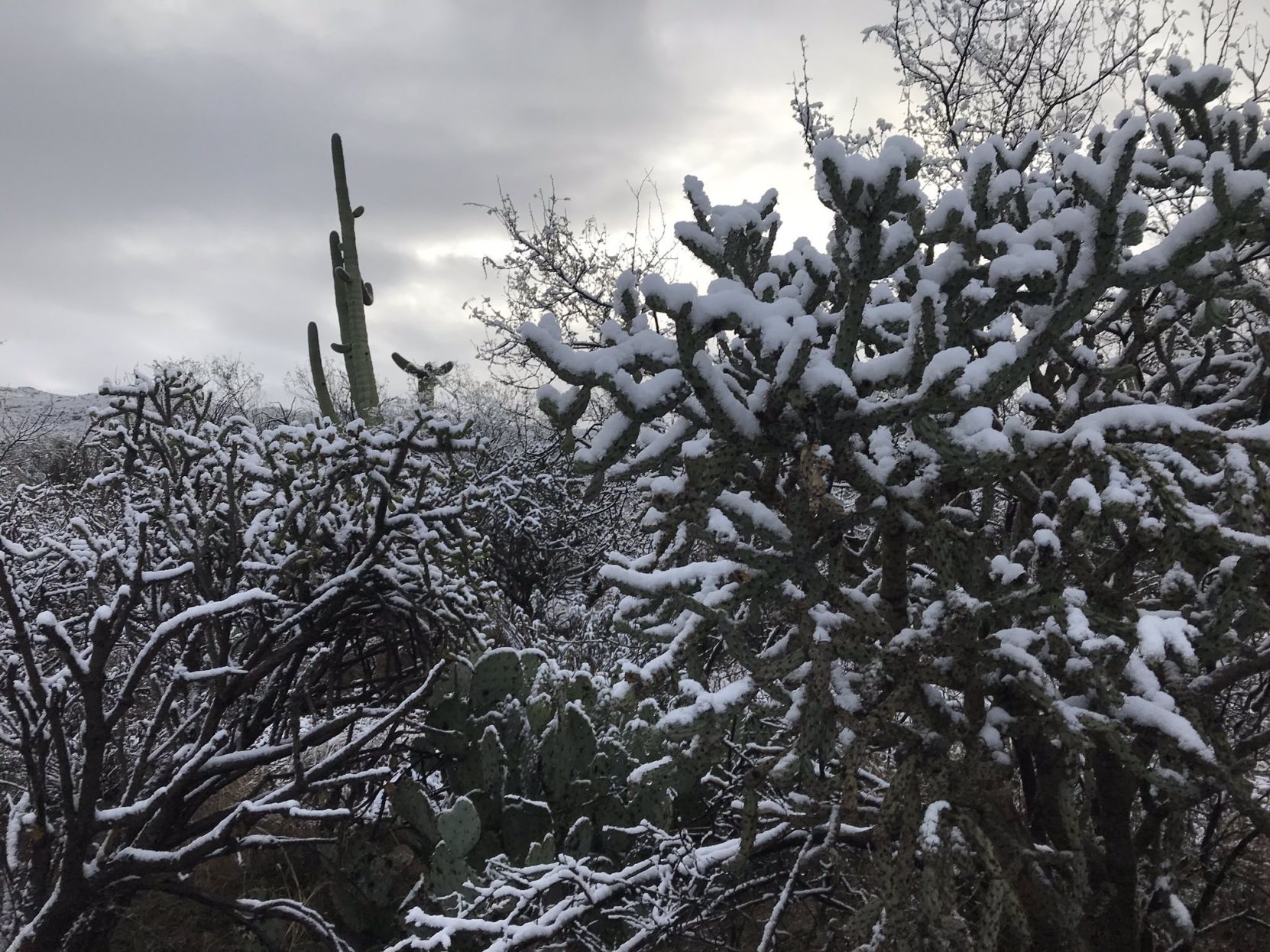 Snow in Saguaro National Park